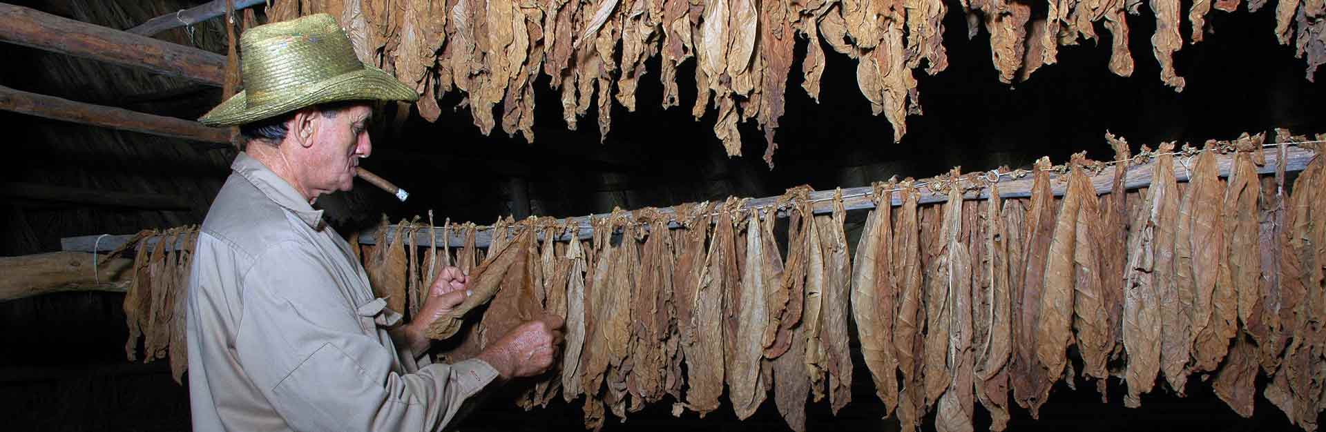 Campesino-cubano-en-vega-de-tabaco-CubaTravel